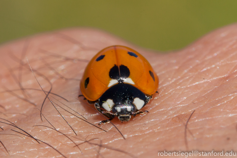 bioblitz2018